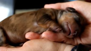 Очень милое видео о новорожденном щенке таксы