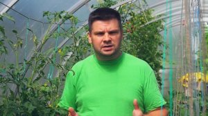 Как формировать томаты в теплице  в августе? Метод выращивания и уход за помидорами в Подмосковье