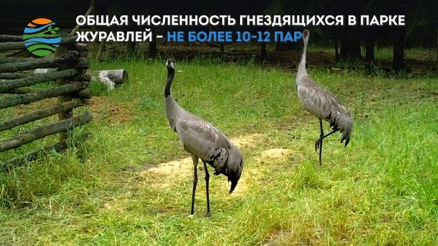 Серые журавли пообедали в столовой для кабанов смотреть онлайн