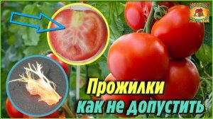 Никогда бы не подумала, вот они самые важные причины, почему помидоры вырастают с белыми прожилками