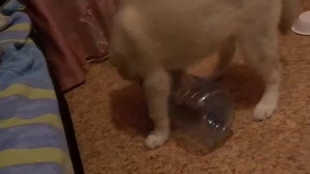 Новая игрушка моего Бетмана ( Хаски ) смотреть онлайн