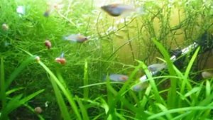 Update on Daisy's Ricefish (Oryzias woworae)