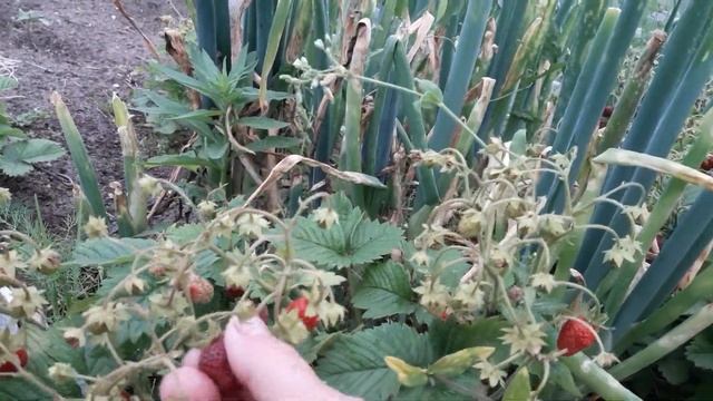 ???ЗЕМКЛУНИКА ПЕНЕЛОПА ДИАНА КУПЧИХА СОЗРЕВАЕТ??? смотреть онлайн