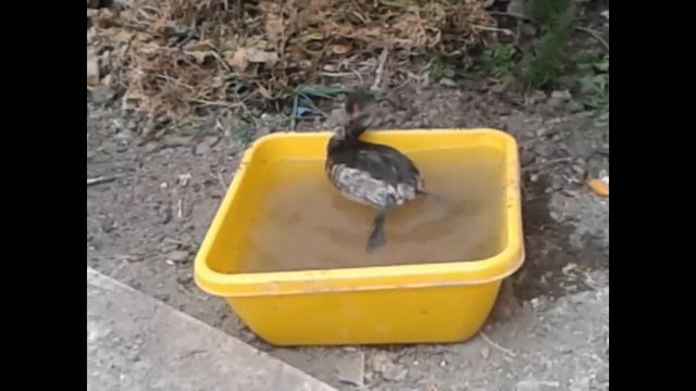 Черношейная или ушастая поганка (Podiceps nigricollis) смотреть онлайн