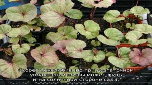 Бузульники: все сорта и виды