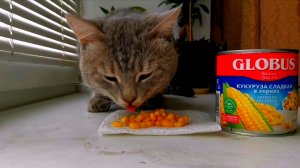 Кот впервые пробует кукурузу