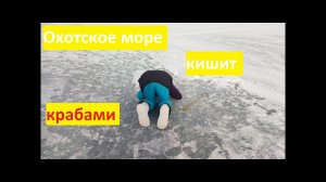 Куча королевских крабов- Охотское море - экскурсии по Сахалину, туры по Сахалину