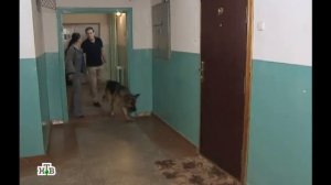 Возвращение Мухтара 2. Черепаховая заколка