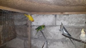 певчие попугаи  мое новое приобретение