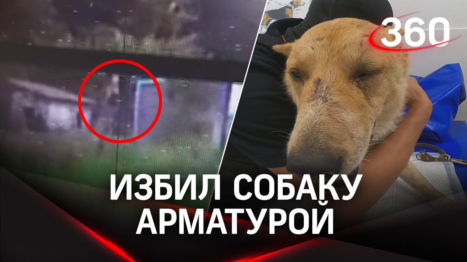 Дачник избил собаку металлической арматурой в подмосковном Ступино