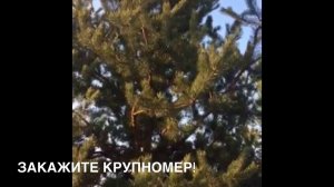 Зимняя посадка крупномернов