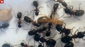 Рождение матки муравья Camponotus herculeanus. Экспериментальная колония.