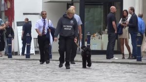 Ruby - Russian Black Terrier - Week 2 Dog Boot Camp with Adolescent Dogs Guildford