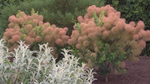 Скумпия - садовая красавица