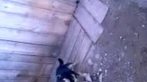 Пёс на цепи.