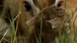 Карнавал Животных антилопа