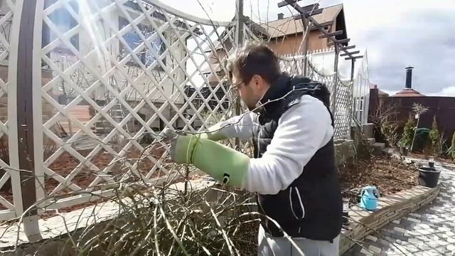 Видео журнал «Сады в отличной форме №17» Мастер-класс по обрезке роз. Часть 3 смотреть онлайн