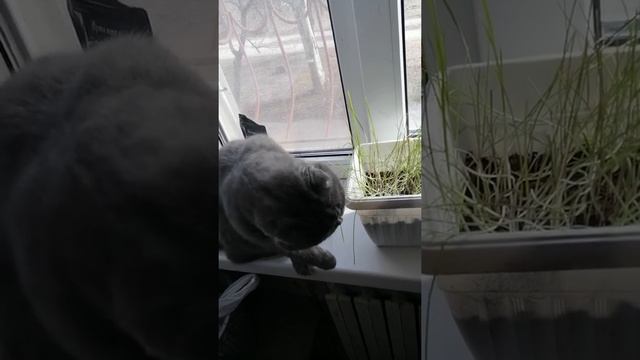 Котик ест кошачью мяту