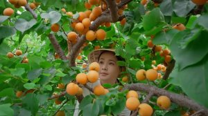 Apricots, the unique sweet and sour taste of summer 【滇西小哥】