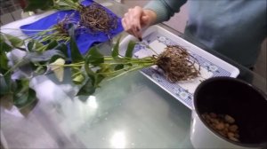 Антуриум Сиерра Вайт, разделение куста и пересадка