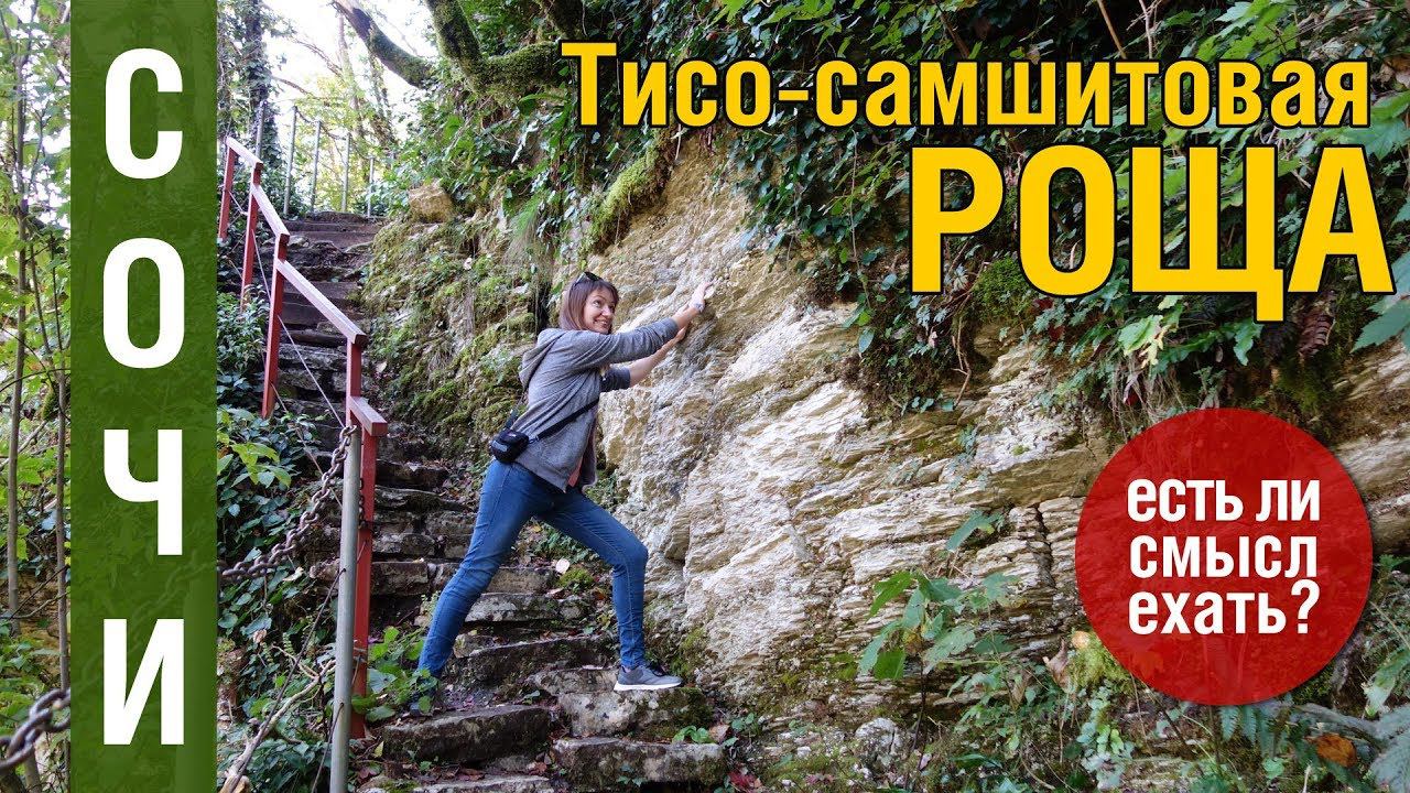 Тисо-самшитовая роща. Сочи 2019