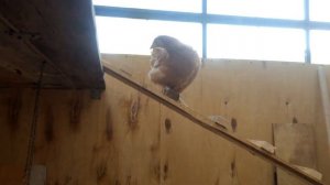 Покупка кур, адаптация птиц в курятнике #куры