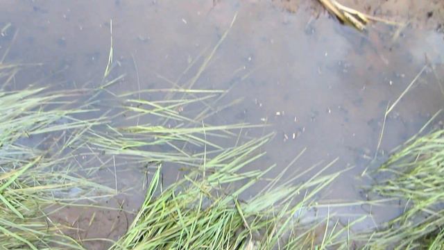 РУЧЕЙНИК(ШИТИК) на реке весной.