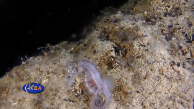 Морской конёк смотреть онлайн