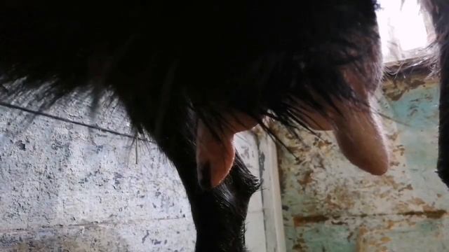 Как доить козу?. Неудобное вымя. Для новичков. Доим козу смотреть онлайн