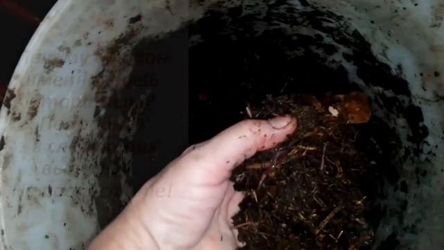 Универсальное удобрение с помощью червей  Начало