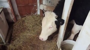 Потеплело))) Контрольный обход ХОЗЯЙСТВО! Корова чистится/ Стельность шесть месяцев!