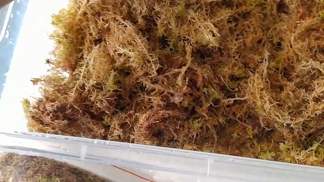 ВОЛШЕБНЫЙ МОХ ДОМА |Выращивание мха сфагнум дома смотреть онлайн