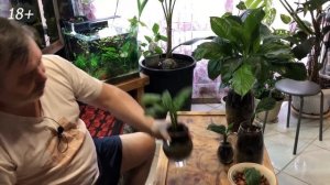 Ленивая ГИДРОПОНИКА