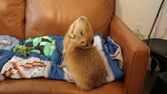 I spent a day with CAPYBARAS смотреть онлайн