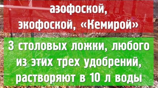 Удобрения для малины весной для хорошего урожая