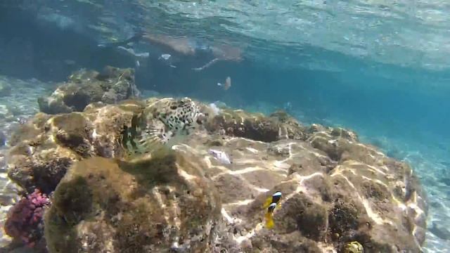 Попытка покормить рыбку-клоуна смотреть онлайн