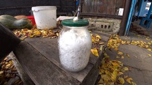 выращивание вешенки на кукурузе, проще некуда