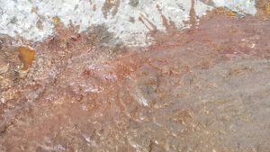 Голубятня Дезинфекция Полов/Pigeon Floor Disinfection
