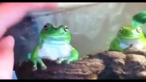 лягушка мем