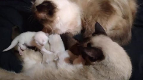 Продажа и бронирование котят.Неская маскарадная порода.В Крыму.#продажакотят #невскаямаскарадная #