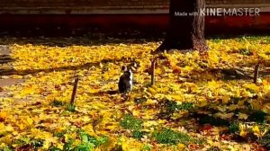 Не хочу убираться, хочу по городу шляться