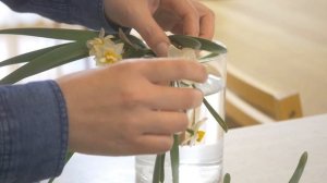 【生け花】ダイソー花瓶（150円商品）に水仙だけ！縦長花瓶向け。少し長いけどお付き合いくださると嬉しいです😊