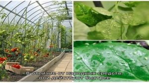 Эффективные способы, как избавиться от тли в теплице