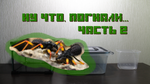 Ну что, ПОГНАЛИ (переселяем питомцев) ЧАСТЬ 2