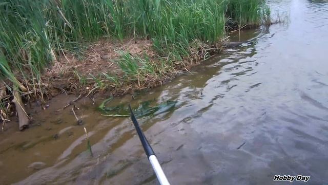РЫБАЛКА В ЗАПОВЕДНЫХ МЕСТАХ. Дедовская снасть макушатник, спиннинг. смотреть онлайн