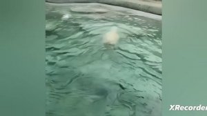 Смешные дикие животные