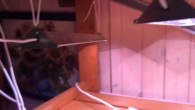 Томаты.Что уже растет, что будем сеять? смотреть онлайн