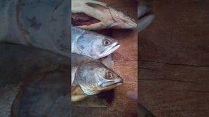 Как различить горбушу самец или самка