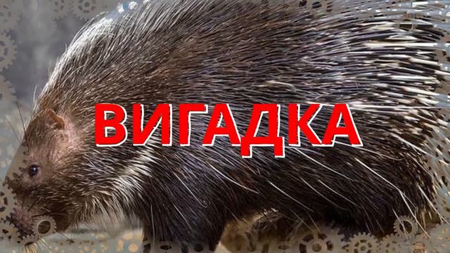 Вигадка чи Правда І Дикобраз стріляє своїми голками в ворогів? смотреть онлайн