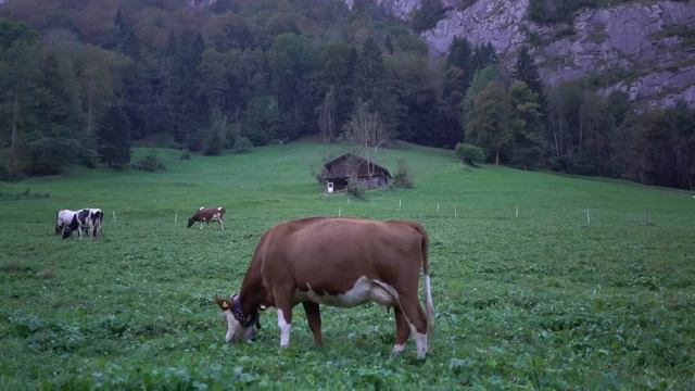 Лось не оставил тварям ни единого шанса на спасение, когда увидел, что те сделали с его любимой... смотреть онлайн
